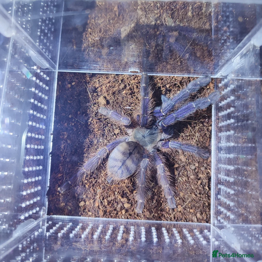 Tarantulas invertebrates for sale: TARANTULAS for SALE!!! - Advert 7