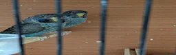 Budgerigars birds for sale: Black faced black winged Budgies  - Advert 3
