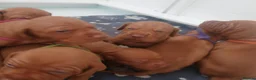 Hungarian Vizsla dogs for sale: Beautiful Hungrian Vizsla Pups for sale - Advert 10