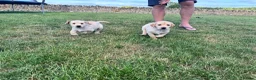 Labrador Retriever dogs for sale: KC Registered Working Labrador Pups  - Advert 12