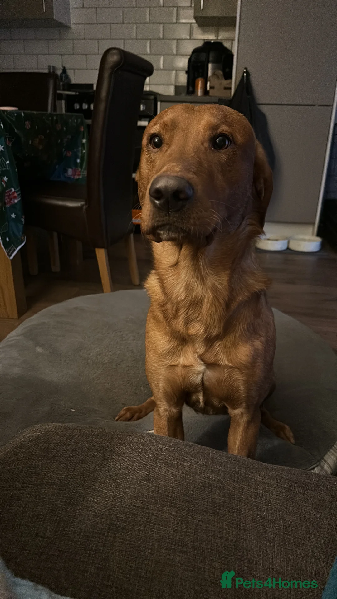 Labrador Retriever dogs for sale: Beautiful Fox Red Lab - Advert 1