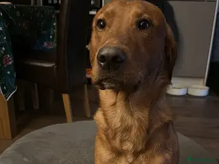 Labrador Retriever dogs Beautiful Fox Red Lab - Advert 1