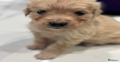 Golden Retriever dogs 5 outstanding KC golden retriever puppies  - Advert 6