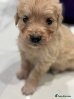 Golden Retriever dogs 5 outstanding KC golden retriever puppies - Advert 9