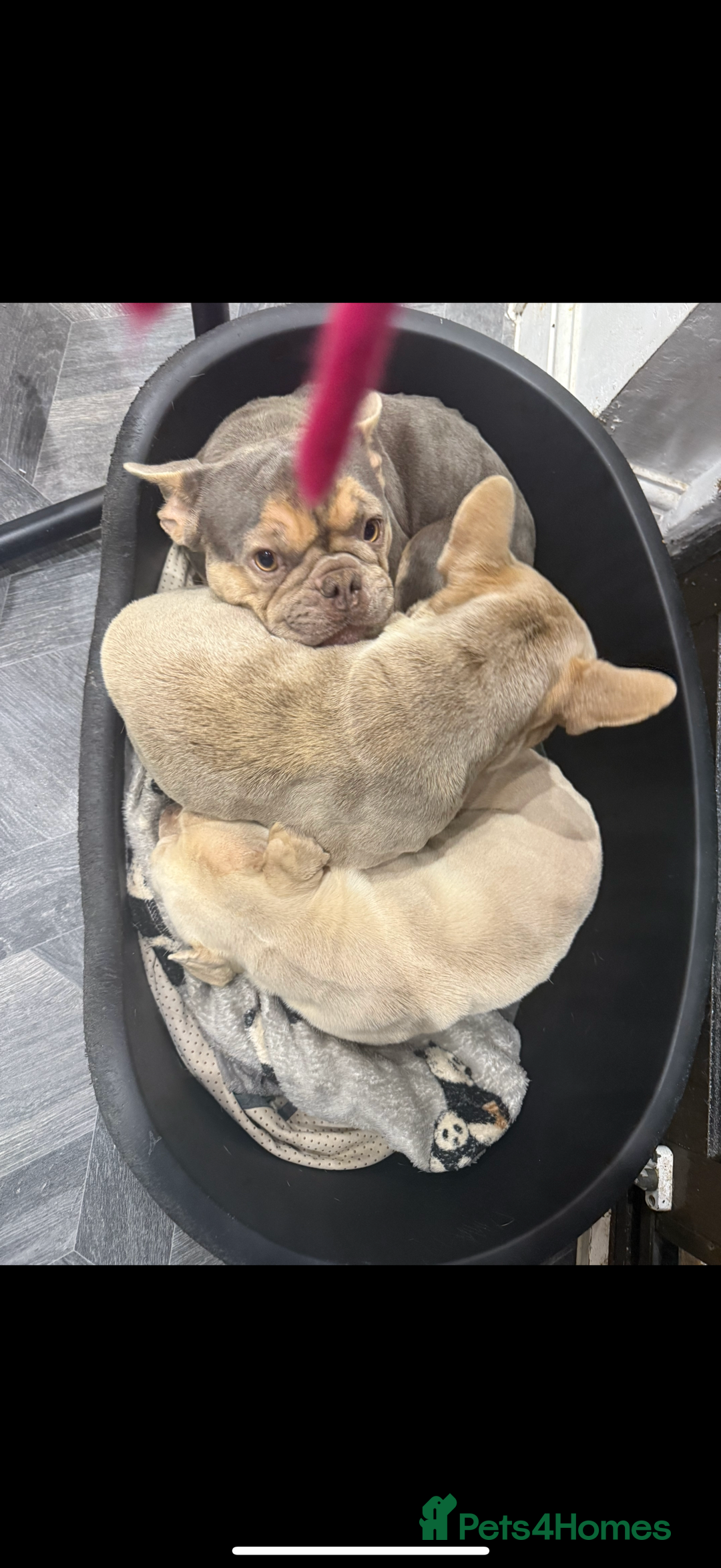 French Bulldog dogs for sale: 3 French Bulldogs Need New Home ASAP FREE  - Advert 5