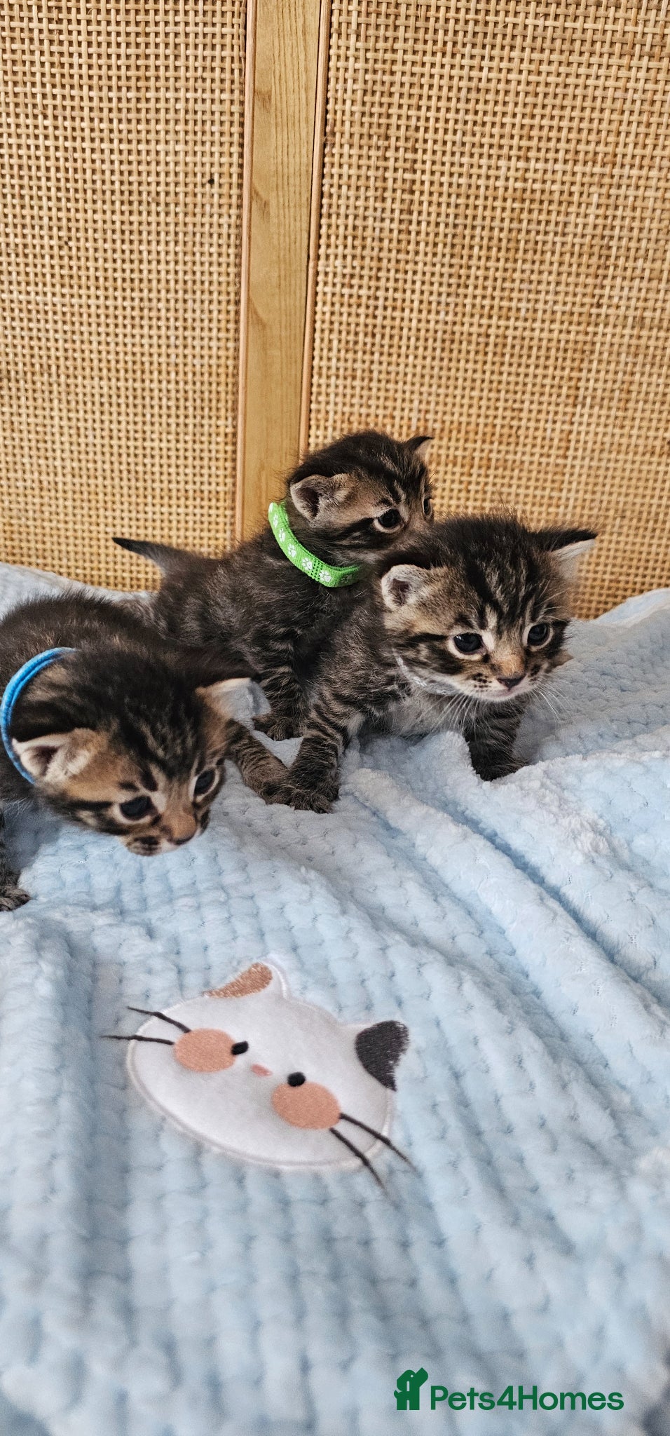 Mixed Breed cats for sale: Beautiful Bengal Mix Kittens - Advert 4