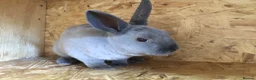 Rex rabbits for sale: Beautiful Purebreed Velvet Mini Rex rabbits - Advert 7