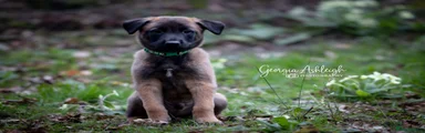 Belgian Shepherd Dog Puppy 2