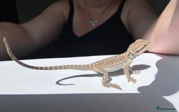 Bearded Dragon reptiles for sale: Baby beardies - Image 29