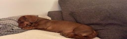 Miniature Dachshund dogs for sale: 2 miniature Dachshunds  - Advert 4