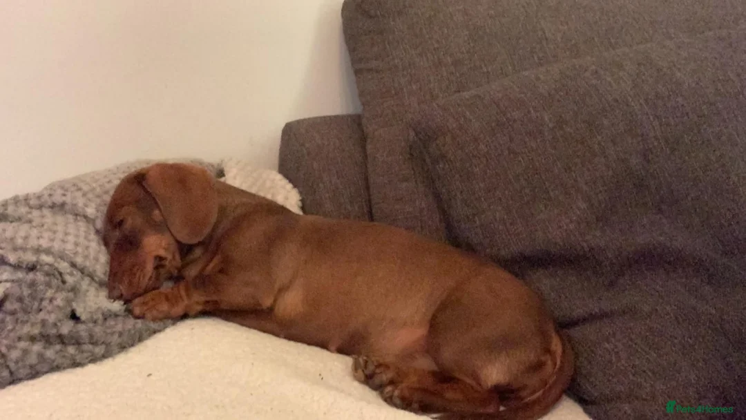 Miniature Dachshund dogs for sale: 2 miniature Dachshunds  - Advert 4