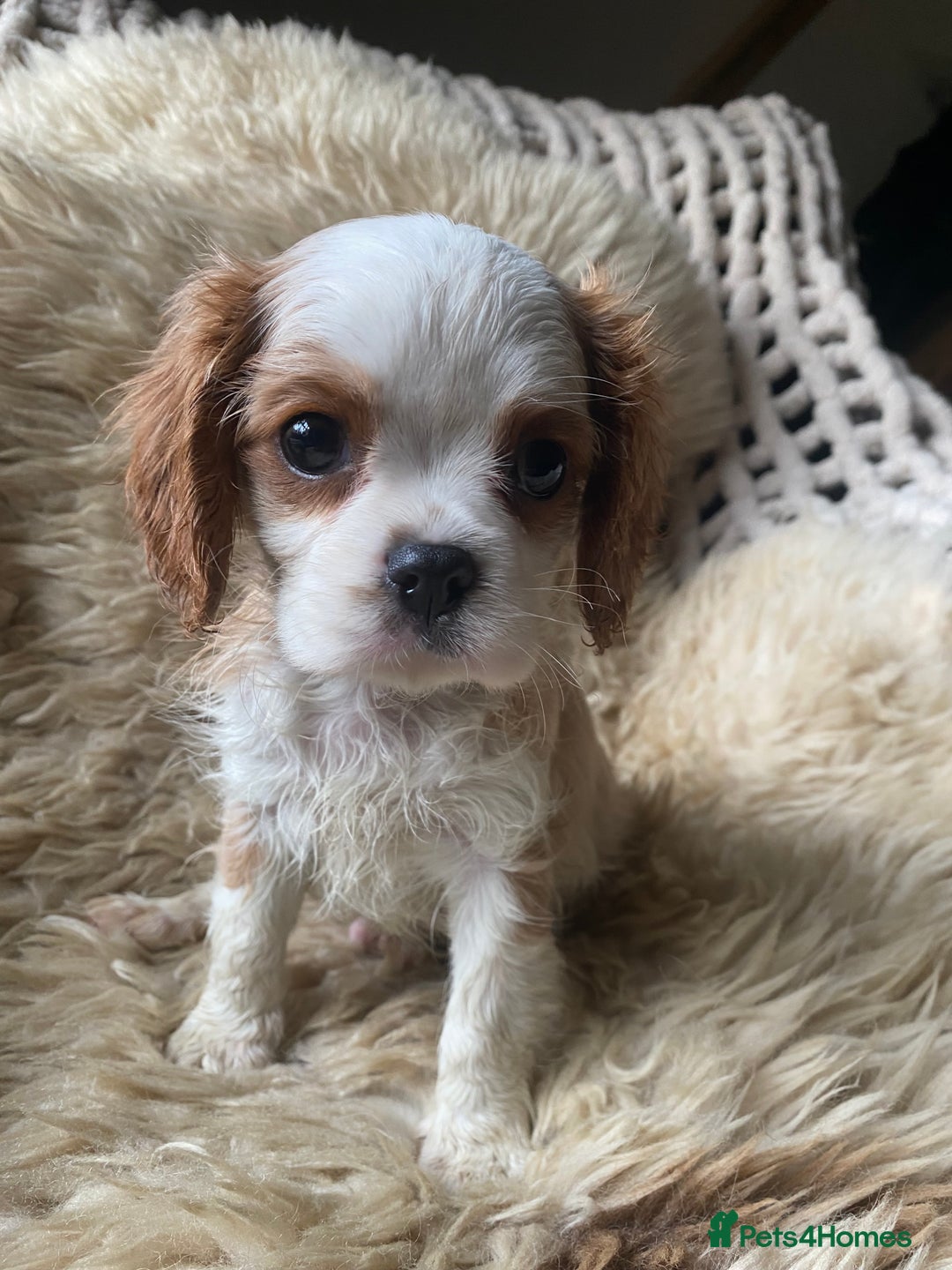 Cavalier King Charles Spaniel dogs for sale: Cavalier King Charles spaniel boy,ready now. - Advert 5