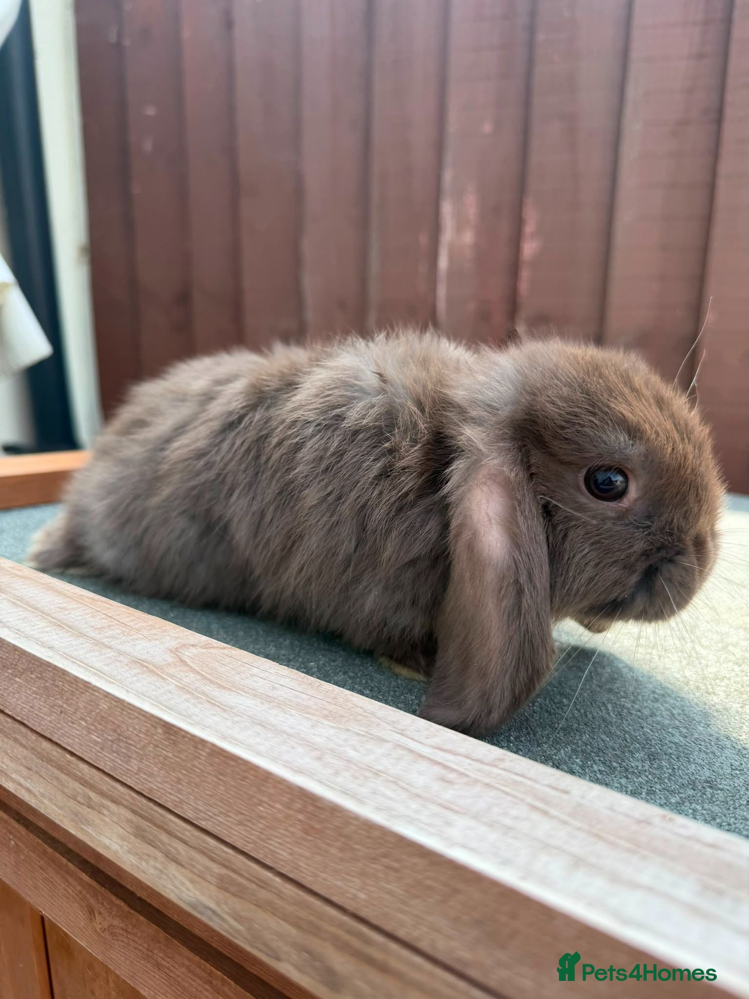 Mini Lop rabbits Purebred chocolate buck *Avail to Reserve* - Advert 1