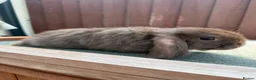 Mini Lop rabbits for sale: Purebred chocolate buck *Avail to Reserve* - Advert 1