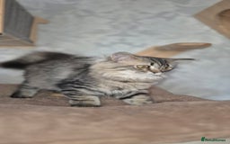 Scottish Fold cats for sale: 1 boy and 1 girl left Amazing Scottish Straights  in Ивсхам - Image 23