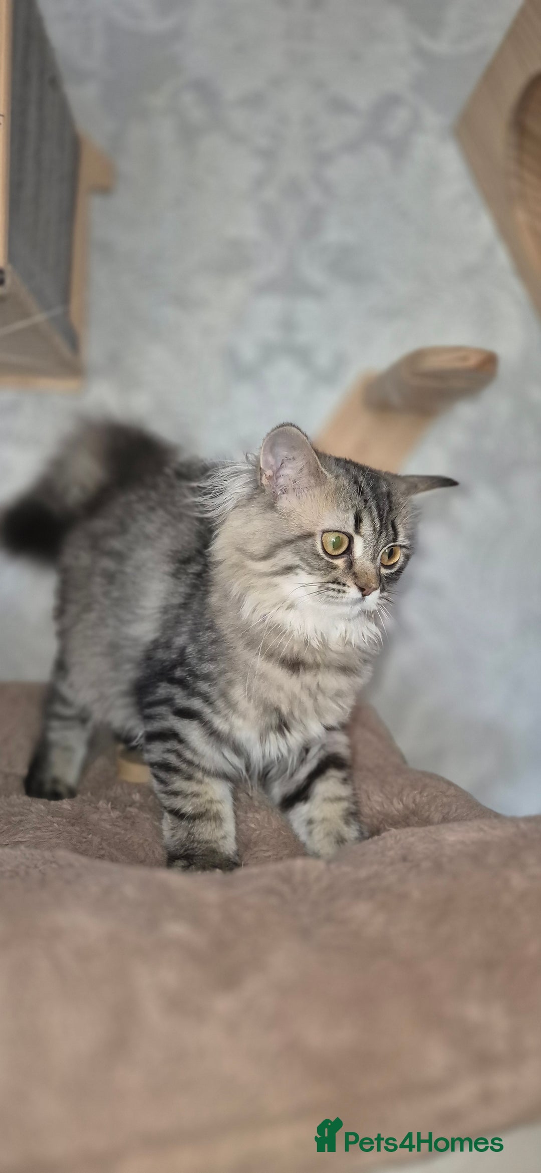 Scottish Fold cats for sale: 1 boy and 1 girl left Amazing Scottish Straights  in Ивсхам - Image 23