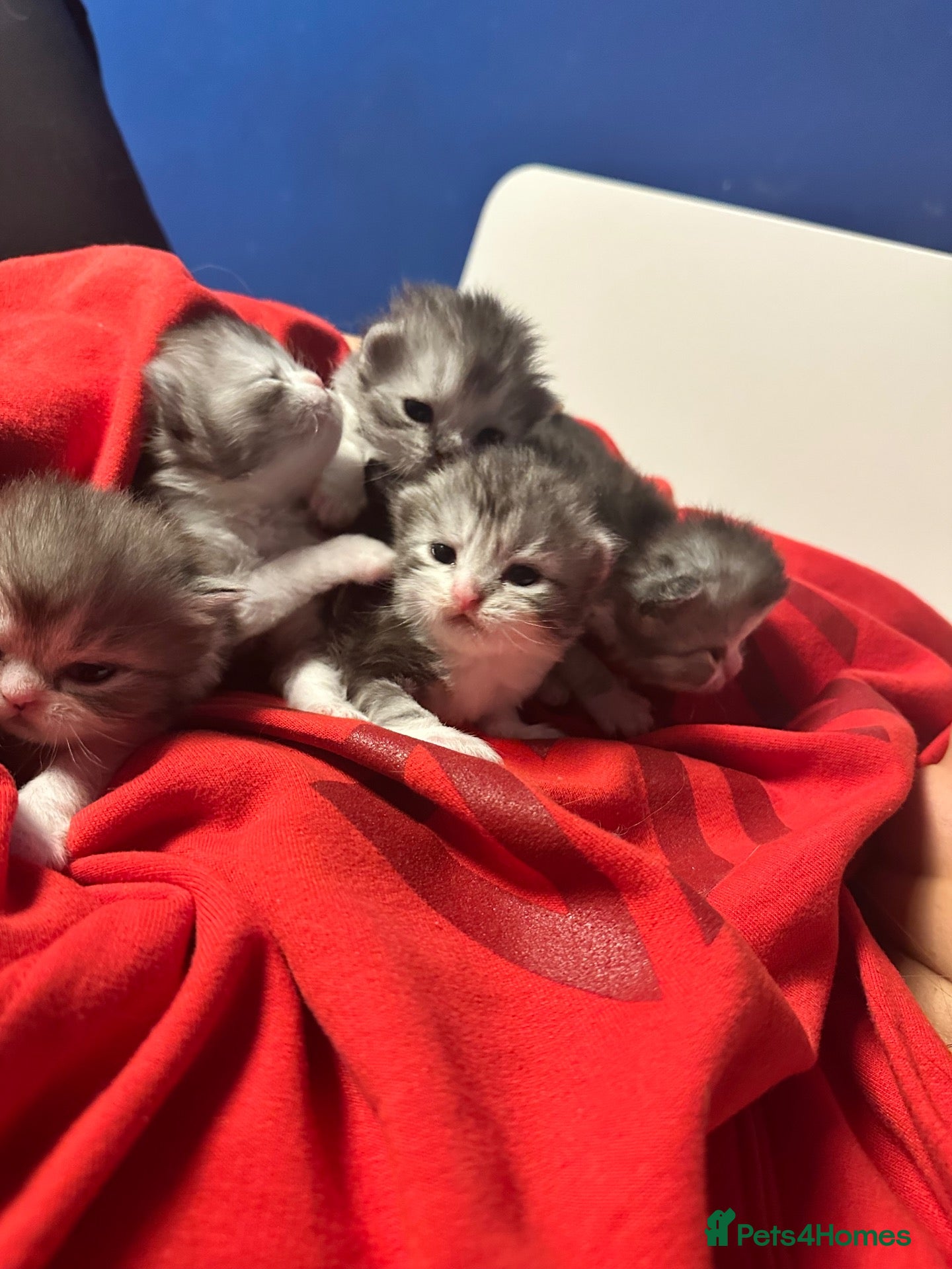 Persian cats 5 Beautiful Purebred Persian KittensREADY TO LEAVE - Advert 2