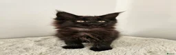 Maine Coon cats for sale: Stunning Maine Coon kittens  - Advert 16