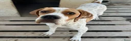 Pointer dogs for adoption: Remi (English Pointer) in Bedford - Advert 16