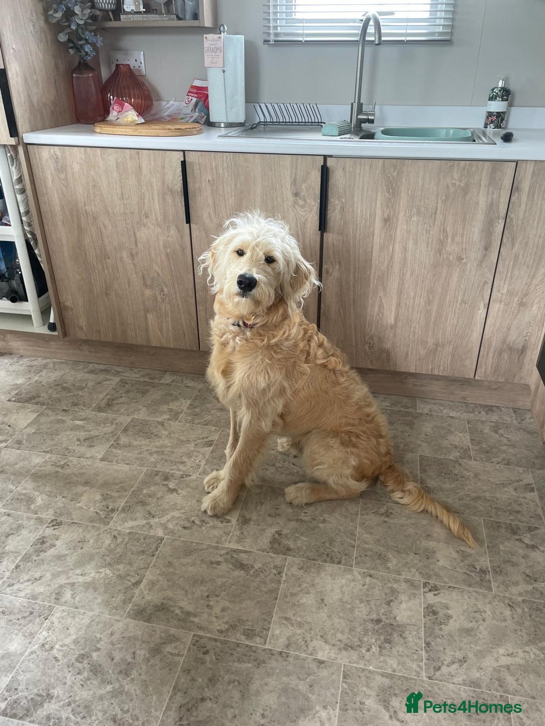 Goldendoodle dogs for sale: Exceptional 11 Month Male Goldendoodle - Advert 1