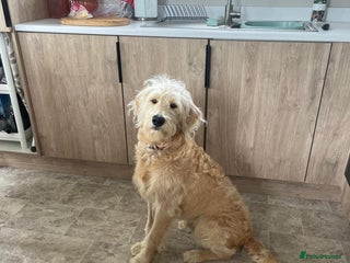 Goldendoodle dogs Exceptional 11 Month Male Goldendoodle - Advert 7