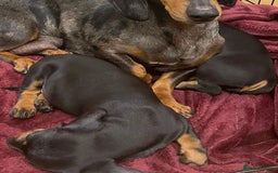 Miniature Dachshund dogs for sale: Beautiful mini dachshunds  - Image 10