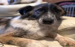 Mixed Breed dogs for adoption: Hilda - Norwich Norfolk  - Image 34