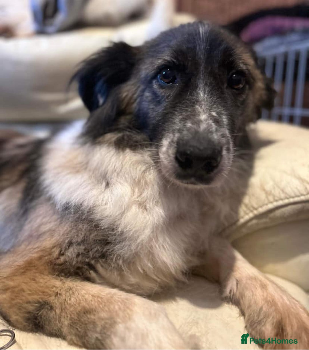 Mixed Breed dogs for adoption: Hilda - Norwich Norfolk  - Image 34