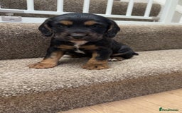 Cocker Spaniel dogs for sale: Fantastic working Cockspaniel puppy - Advert 3