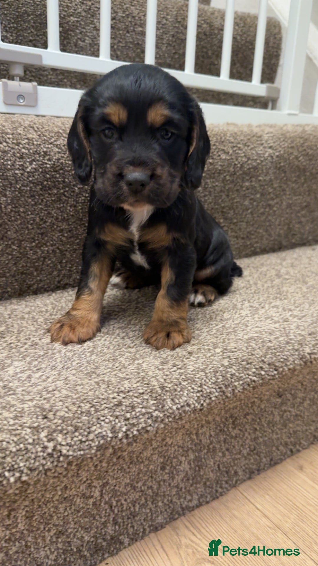 Cocker Spaniel dogs for sale: Fantastic working Cockspaniel puppy - Advert 3