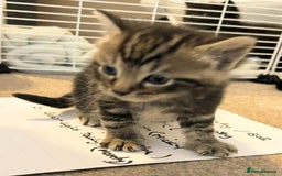 Mixed Breed cats for sale: Bengal mix - Image 4