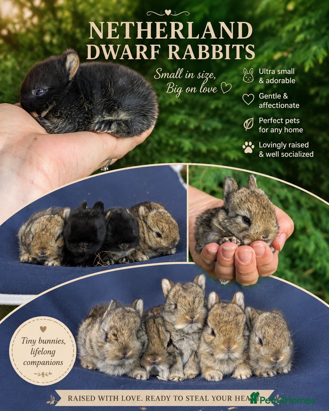 Netherland Dwarf rabbits Pure bred Netherland dwarf  - Advert 11