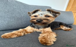 Yorkshire Terrier dogs for stud: Male Rocky yorkshire terrier for stud - Image 3