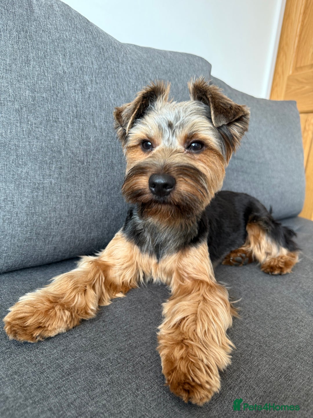 Yorkshire Terrier dogs for stud: Male Rocky yorkshire terrier for stud - Image 3