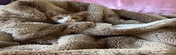 Arabian Mau cats for sale: Sweetest Snuggly Little Street Prince - Advert 4