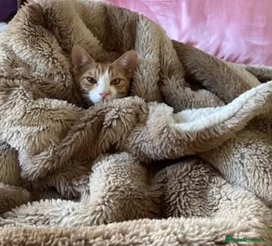 Arabian Mau cats for sale: Sweetest Snuggly Little Street Prince - Advert 4