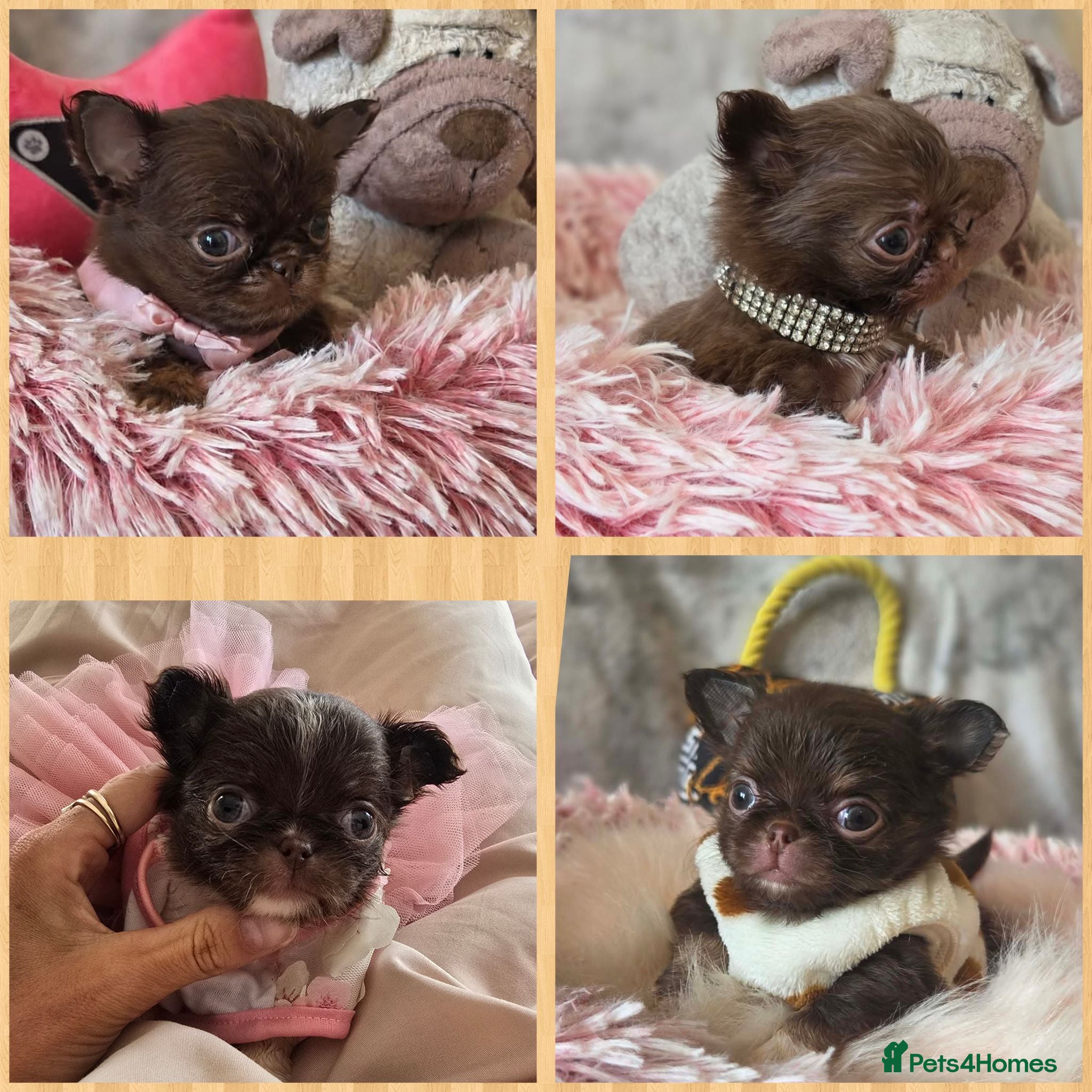 Chihuahua dogs Xx quality chocolate longcoat chihuahua puppies Xx - Advert 1