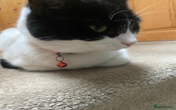 European cats for adoption: Maisie is looking for the perfect forever home - Image 11