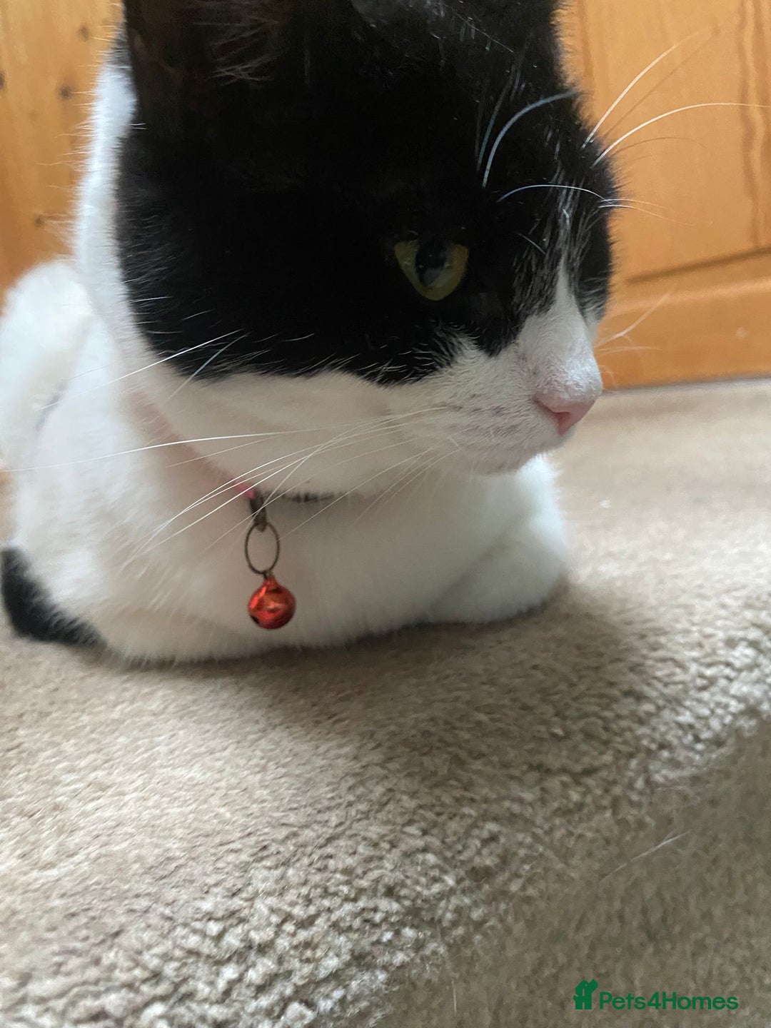 European cats for adoption: Maisie is looking for the perfect forever home - Image 11