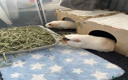 Guinea Pig rodents for sale: Two beautiful & very friendly female Guinea Pigs - Image 14