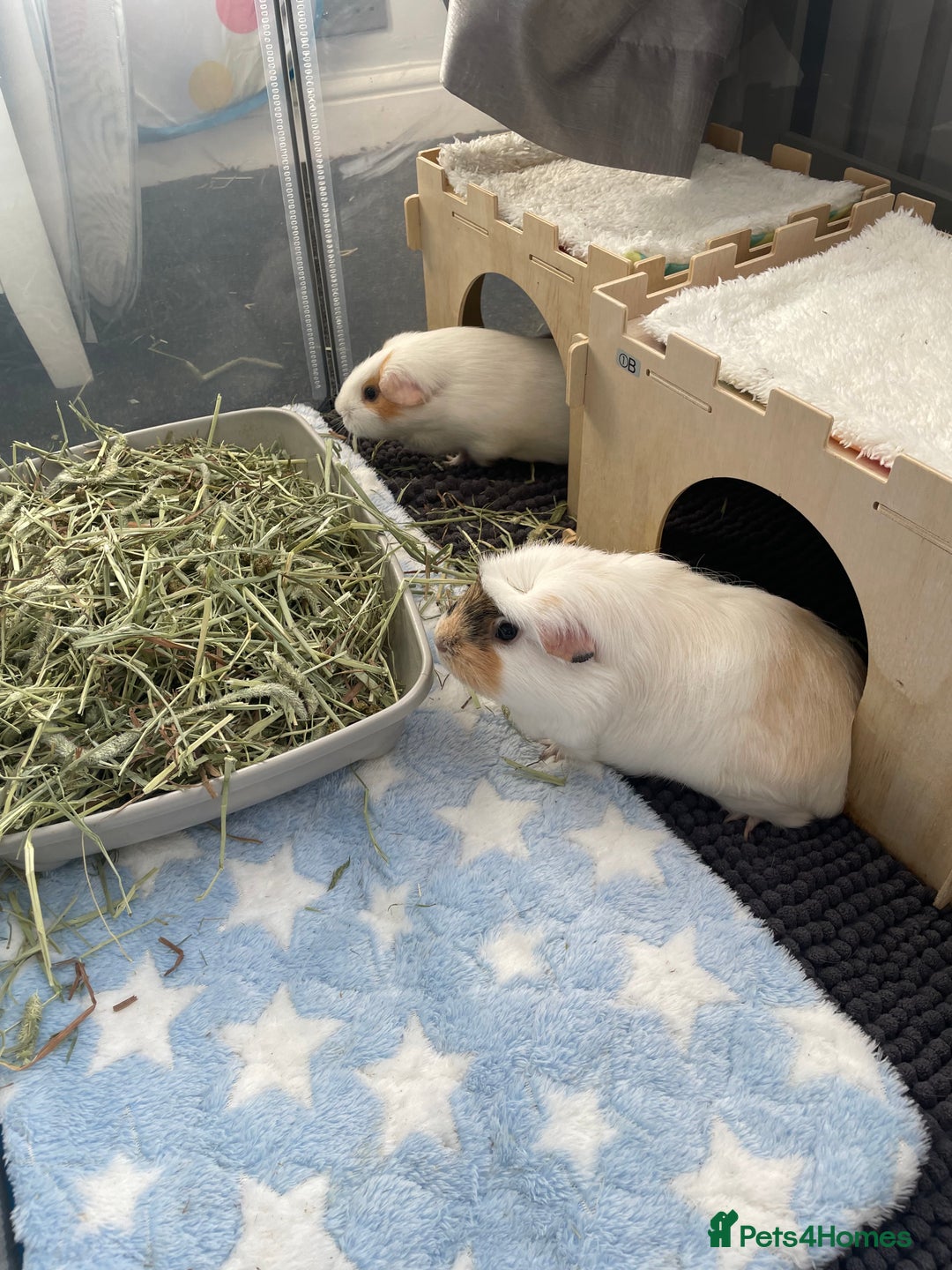 Guinea Pig rodents for sale: Two beautiful & very friendly female Guinea Pigs - Image 14