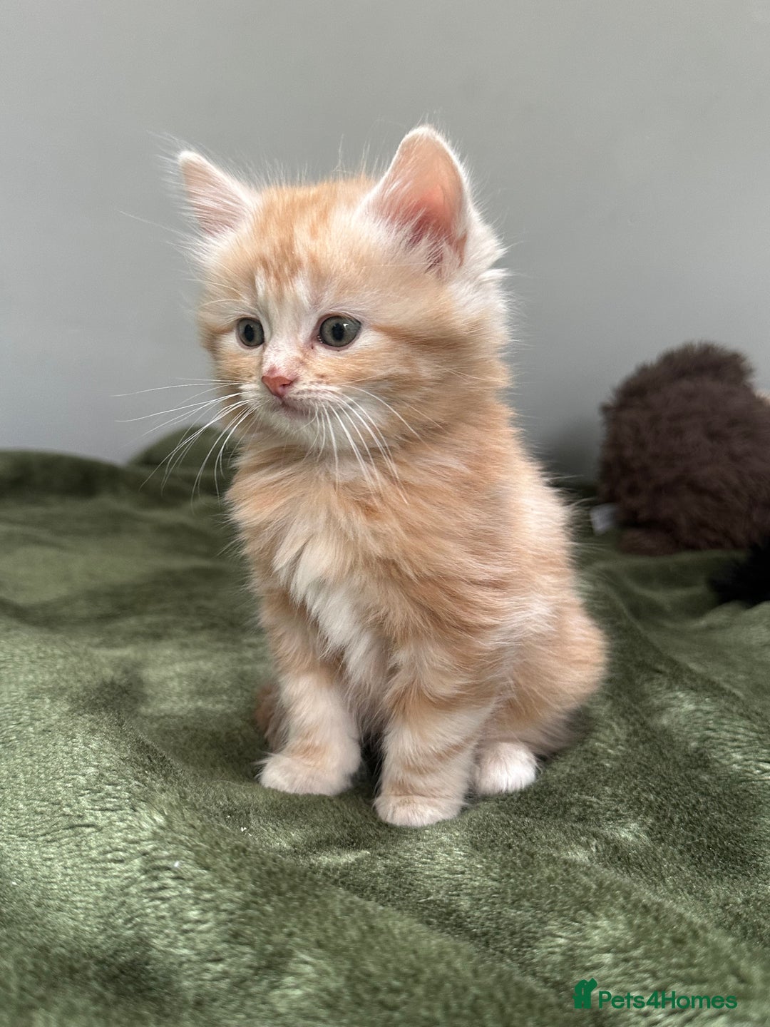 Scottish Fold cats for sale: Gorgeous fluffy Scottish Fold x DSH kittens - Image 18