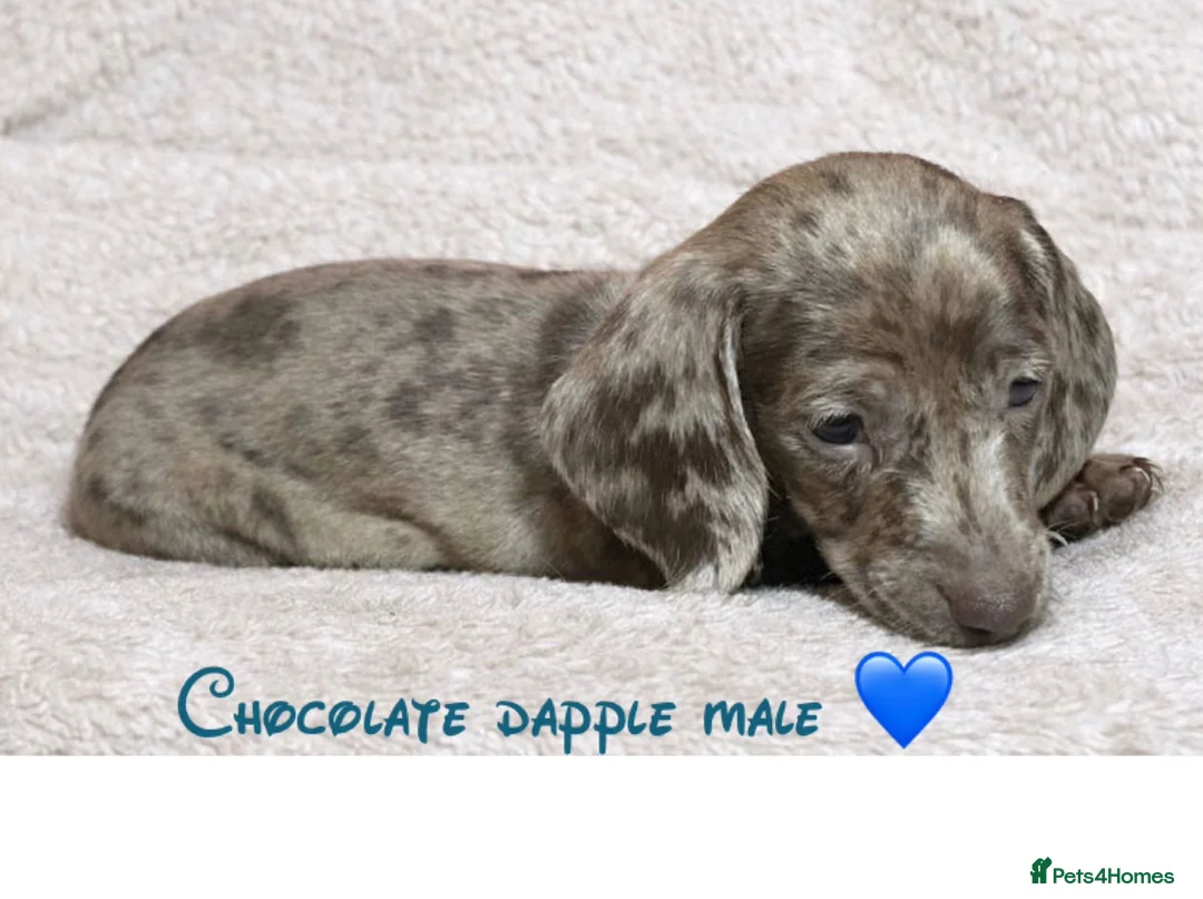 Dachshund dogs for sale: Miniature dachshund puppies - Advert 2