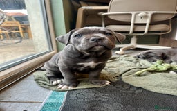 Cane Corso dogs for sale: Chunky cane corso puppies for sale ICCF registered - Image 3