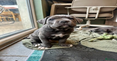 Cane Corso dogs - Advert 13