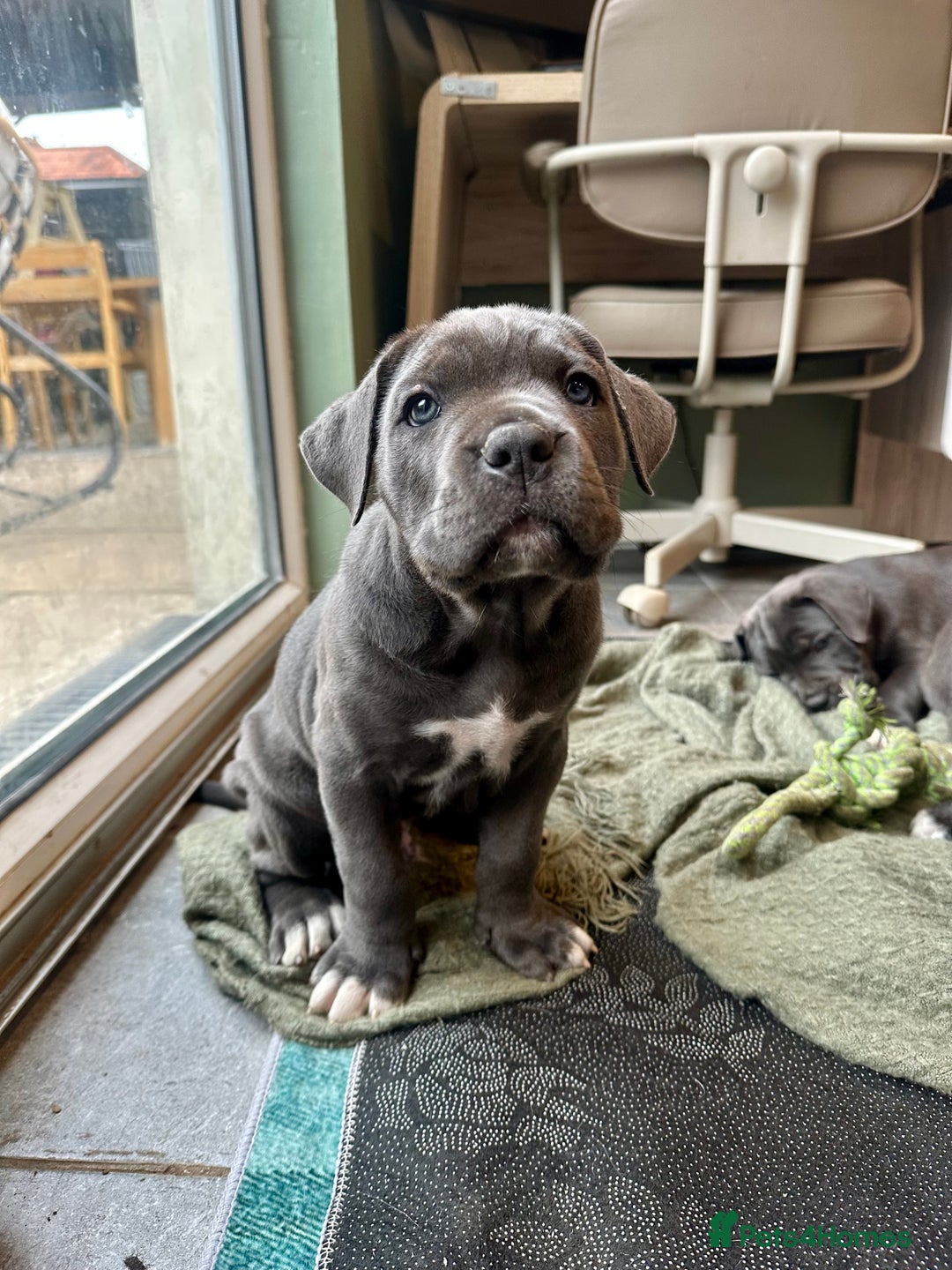 Cane Corso dogs for sale: Chunky cane corso puppies for sale ICCF registered - Image 3