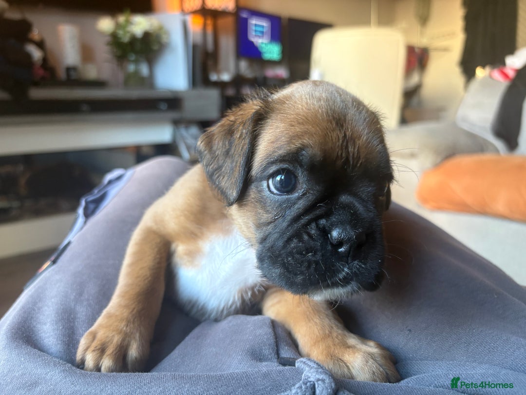 Boxer dogs for sale: 4 Stunning Boxer puppies - Advert 5