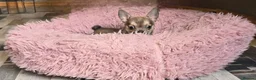 Chihuahua dogs for sale: Beautiful Blue Wolf, Smooth Coat Tiny Girl.   - Advert 7