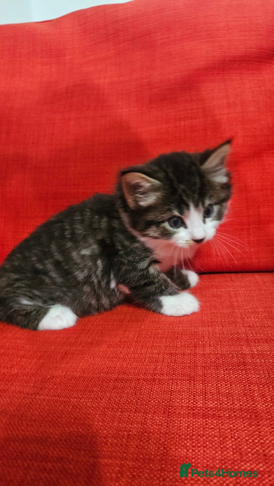 Domestic Shorthair cats for sale: Male and female  - Image 21