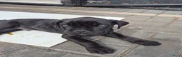 Cane Corso dogs for sale: Ready to leave now  - Advert 5